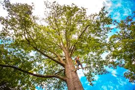 Best Hazardous Tree Removal  in Arkansas City, KS